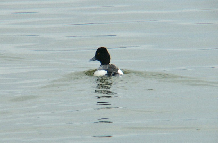 Lesser Scaup - ML623943475