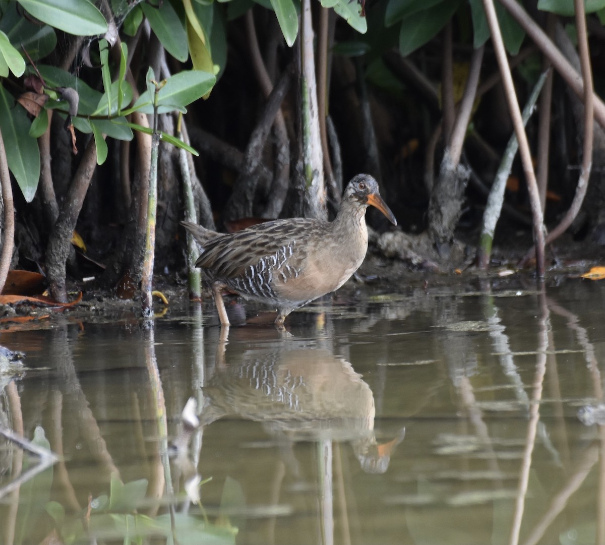 Clapper Rail (Caribbean) - ML623943477