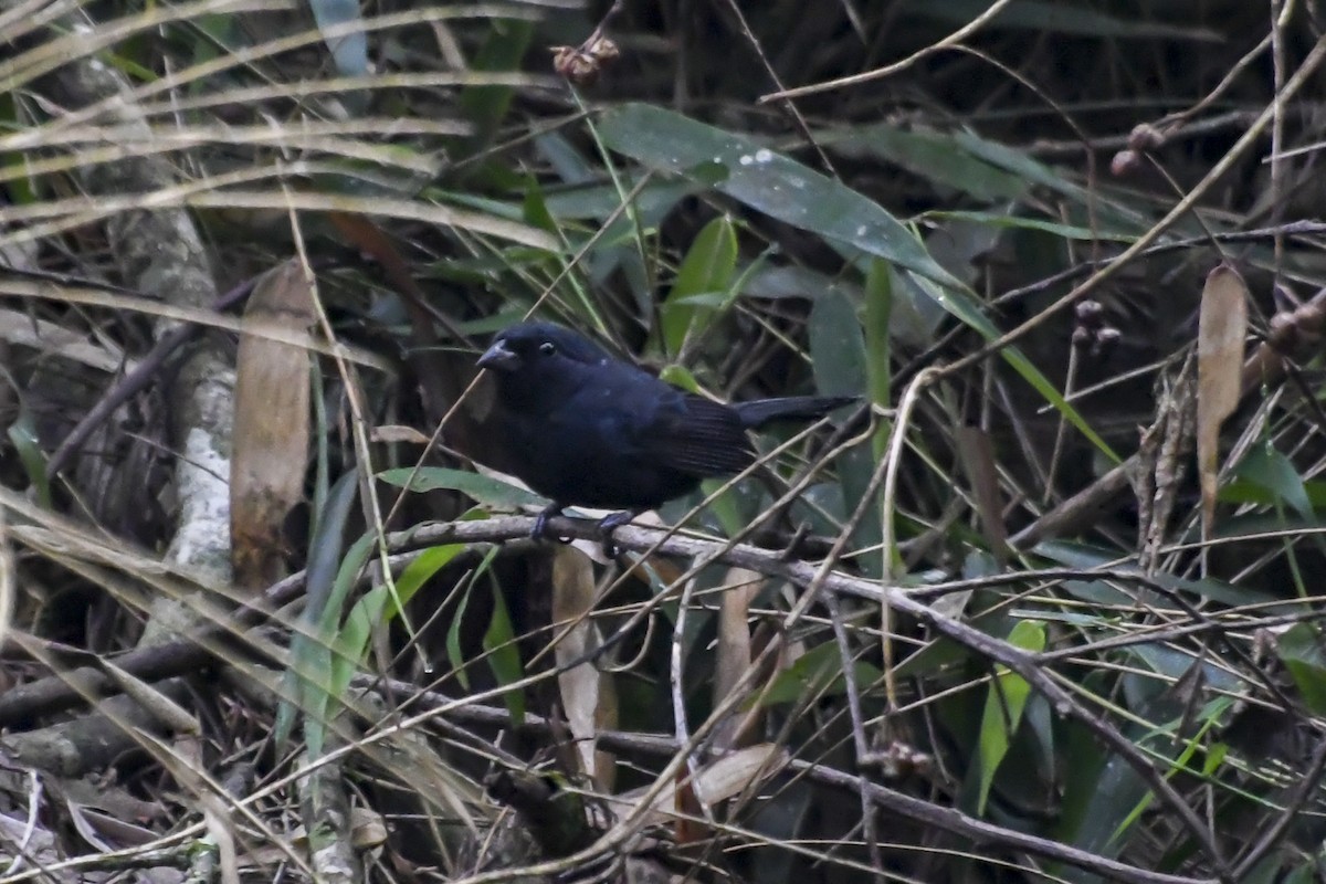 Blackish-blue Seedeater - ML623943479