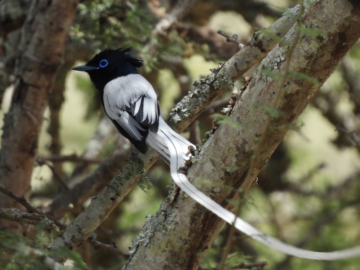 African Paradise-Flycatcher - Adrián Colino Barea