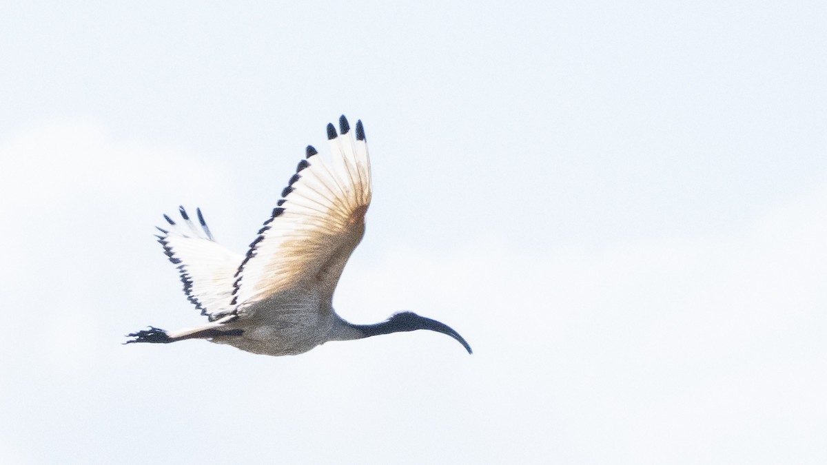 African Sacred Ibis - ML623943501