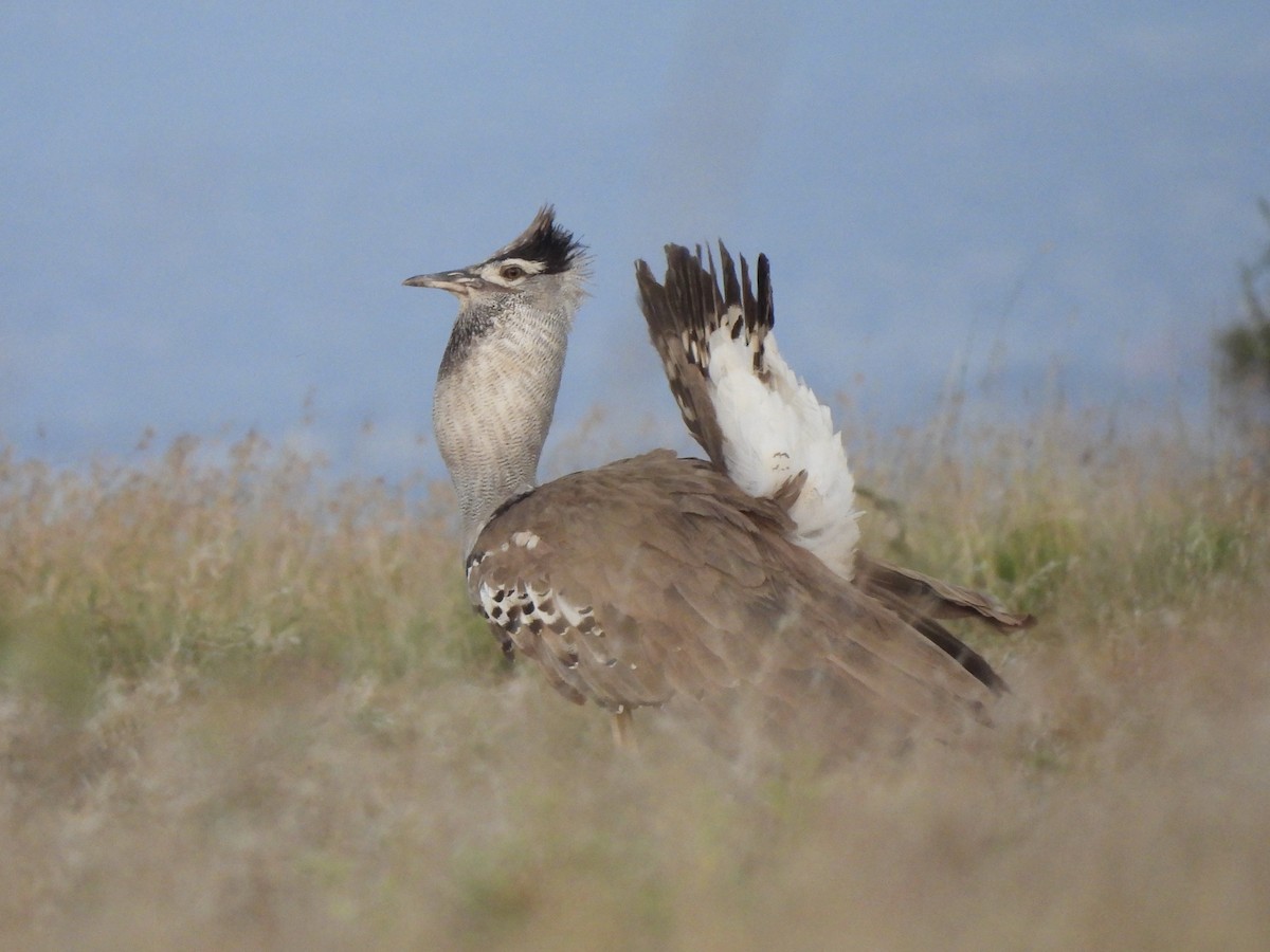 Kori Bustard - Adrián Colino Barea