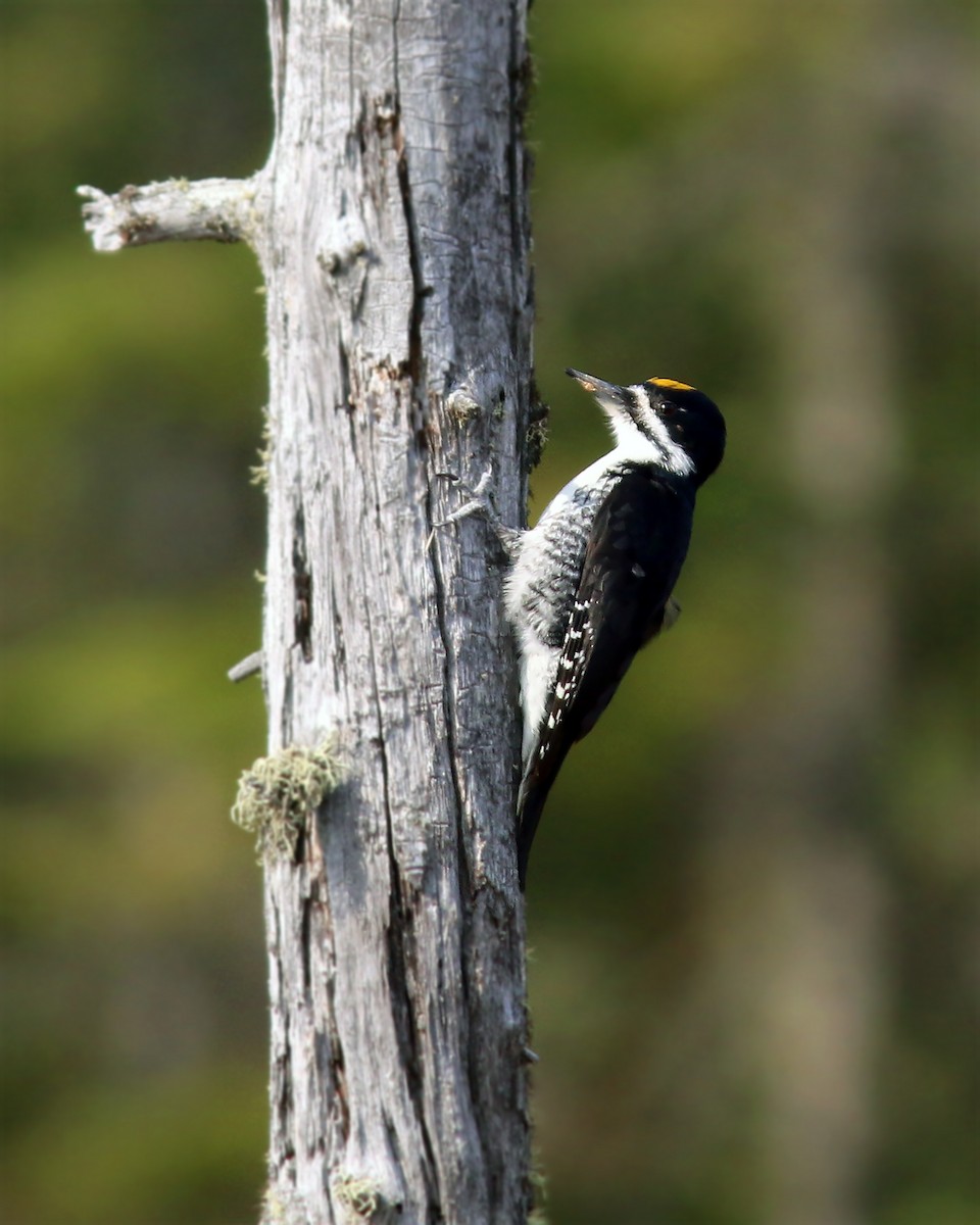 Black-backed Woodpecker - ML623943508