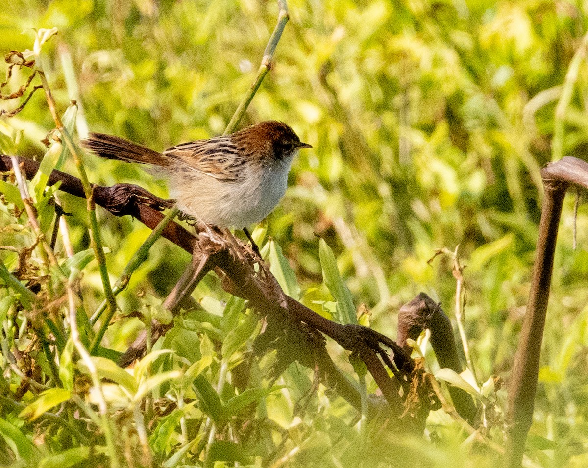 Levaillant's Cisticola - ML623943519