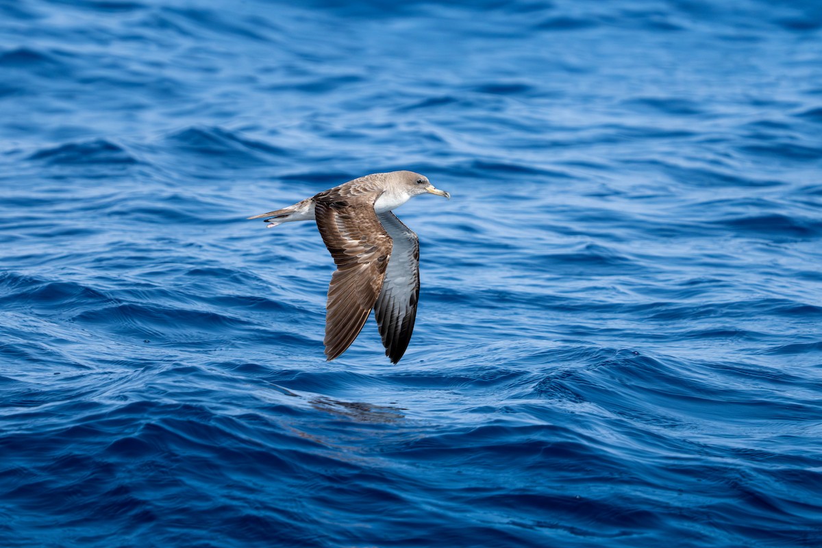 Cory's Shearwater (borealis) - ML623943521