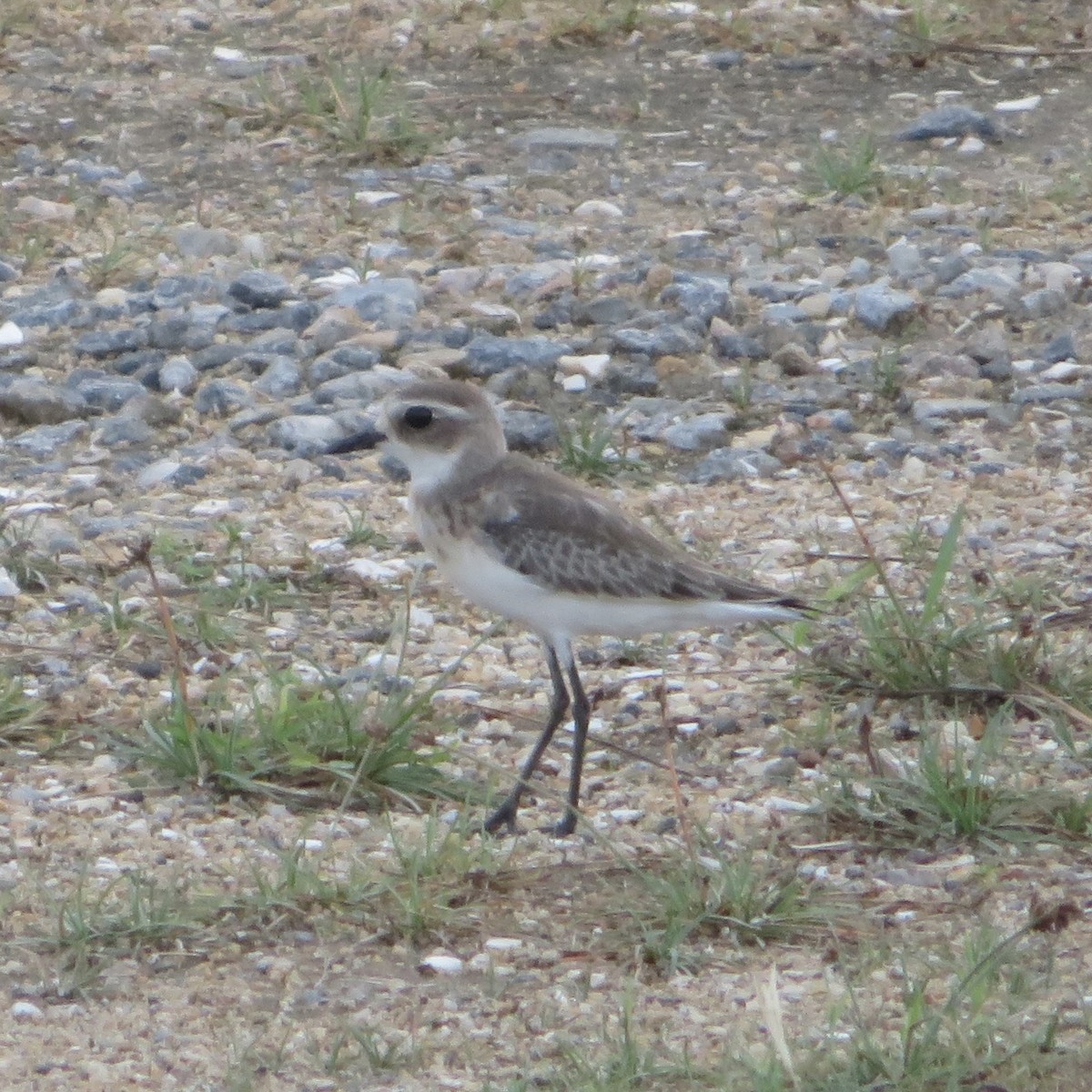 Tibetan Sand-Plover - ML623943541