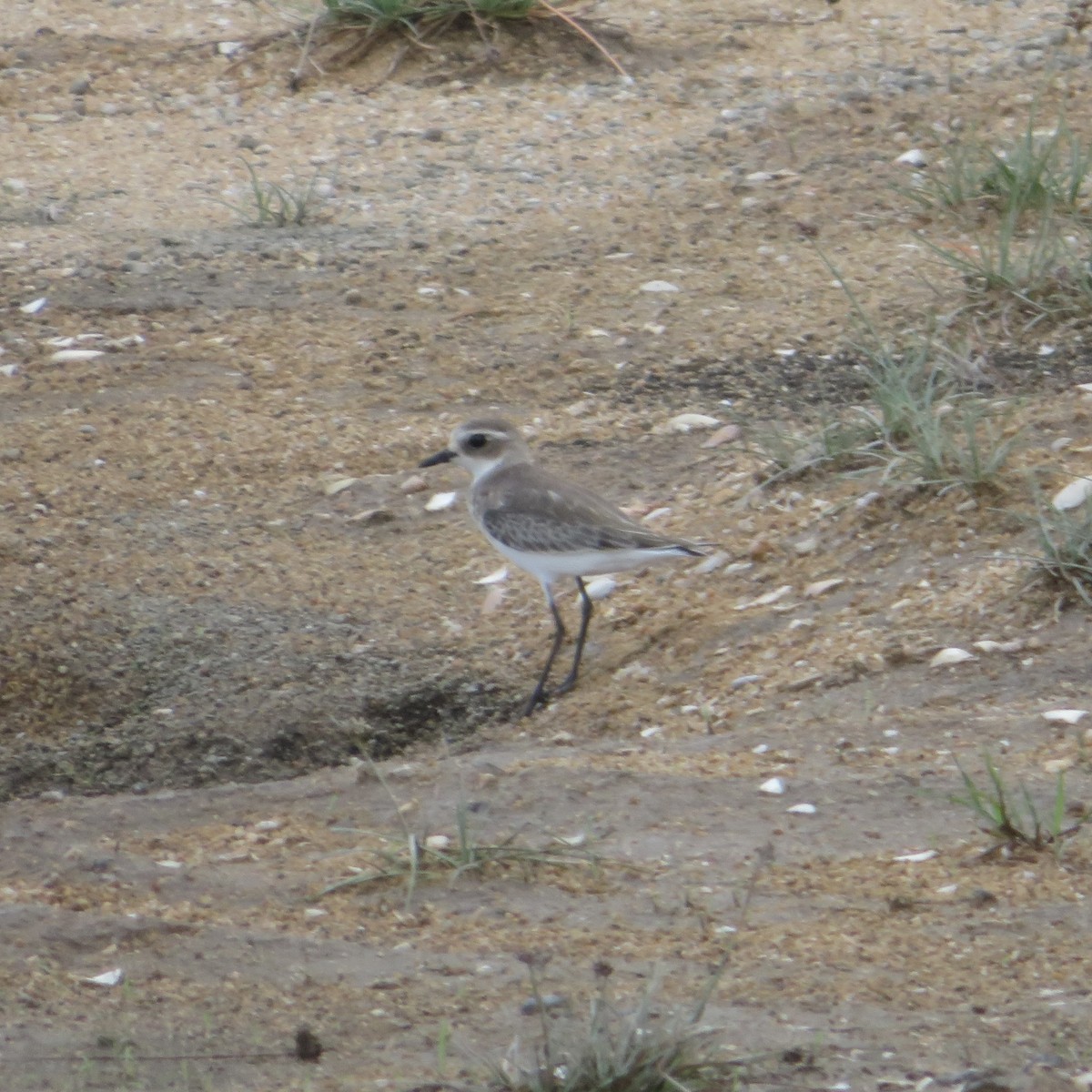 Tibetan Sand-Plover - ML623943542