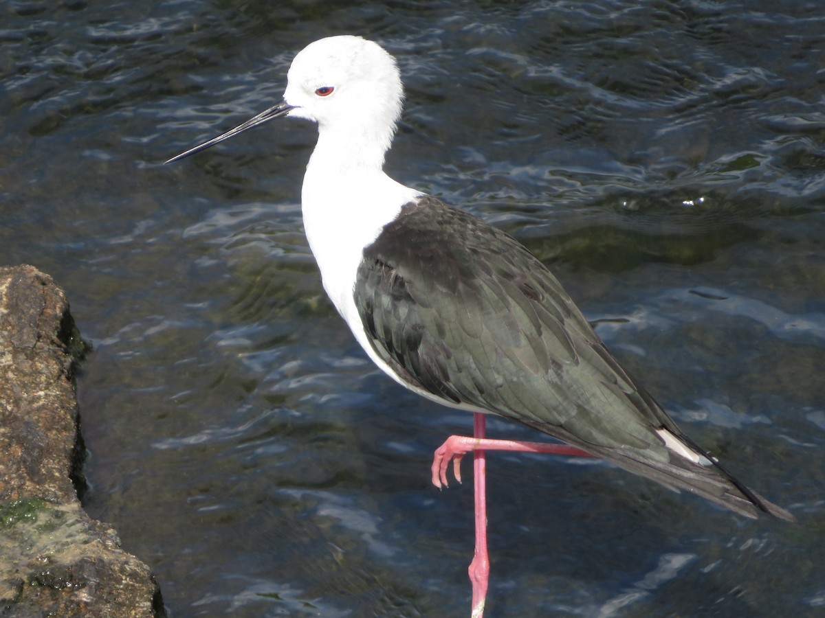 Black-winged Stilt - ML623943552