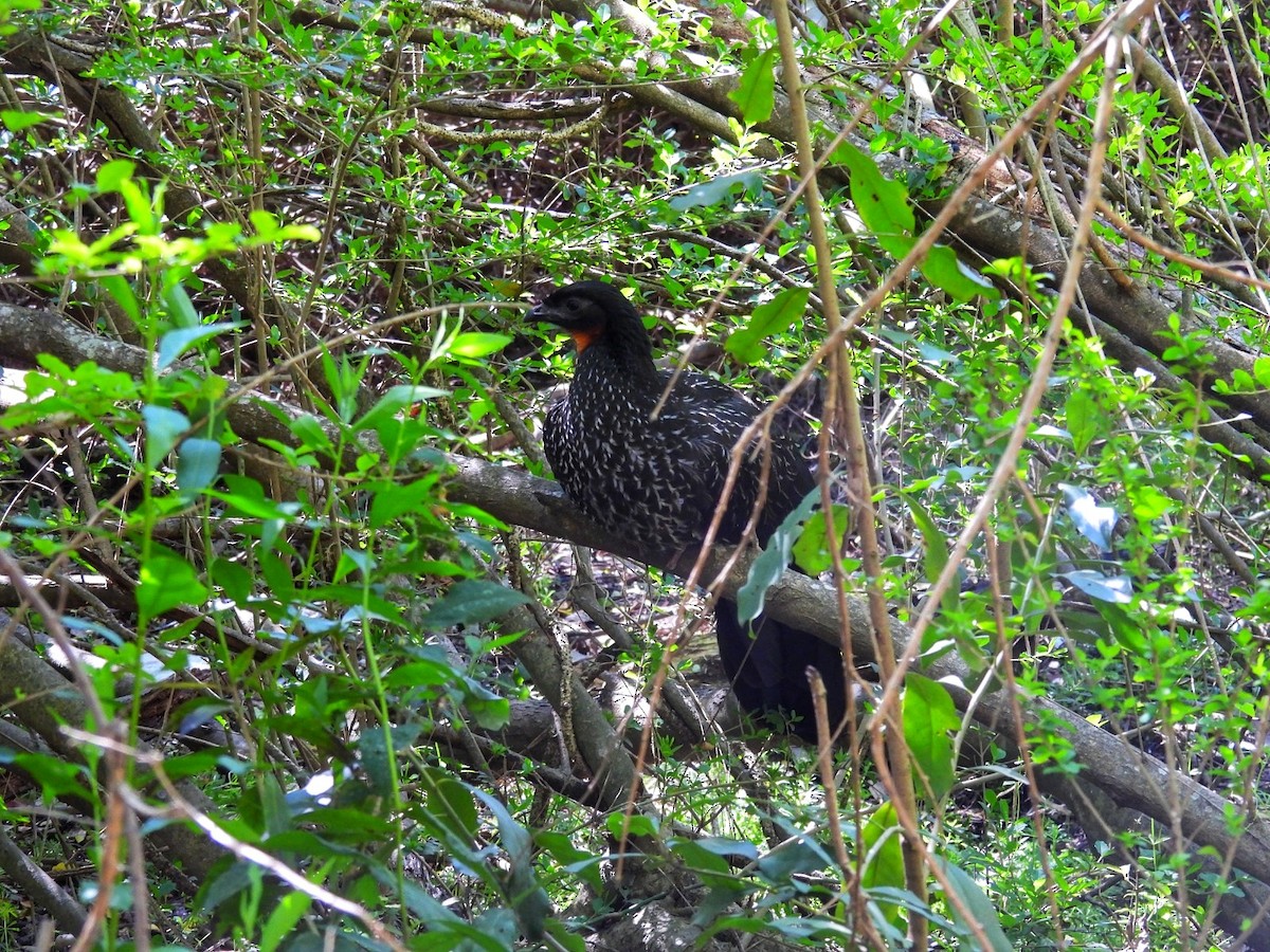 Dusky-legged Guan - ML623943554