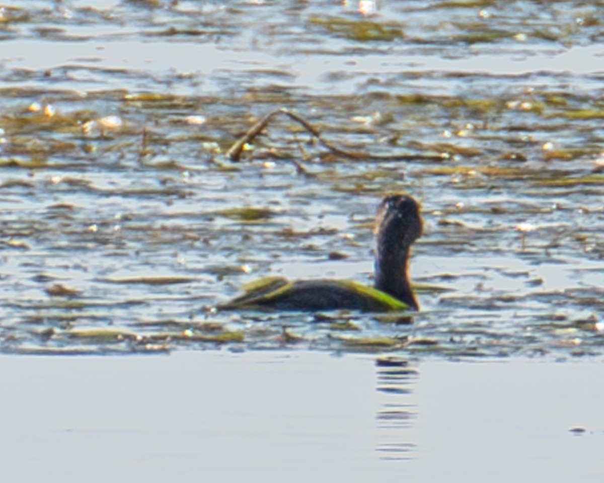 Pied-billed Grebe - ML623943555