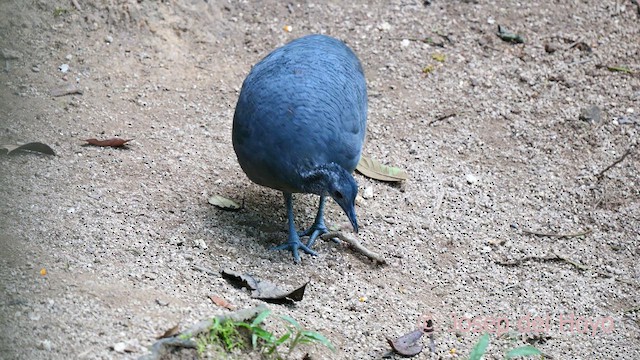 Gray Tinamou - ML623943556