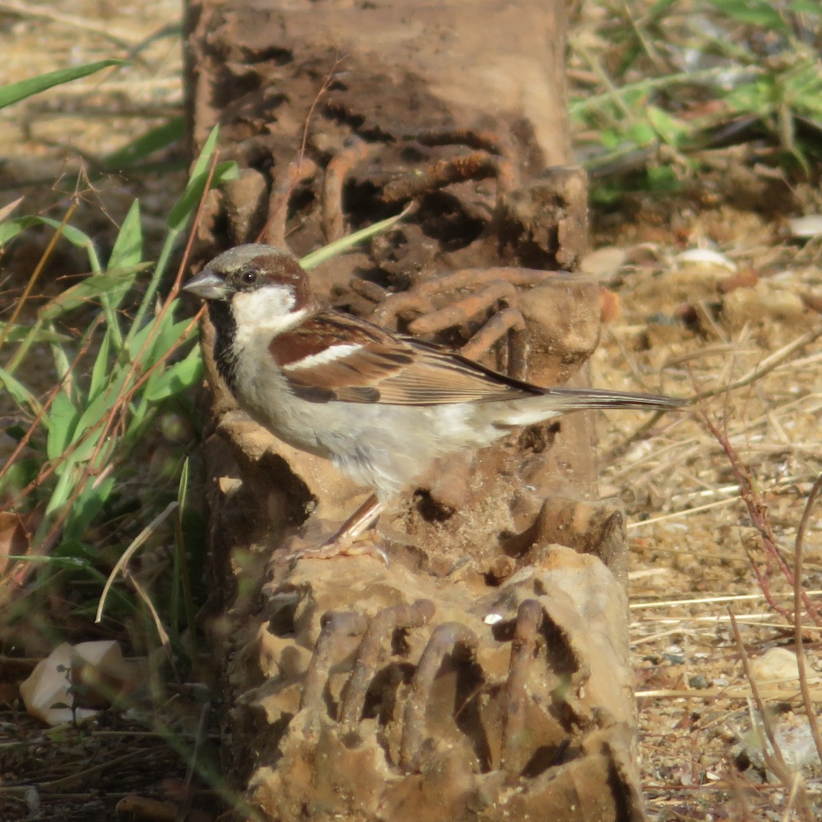 House Sparrow - ML623943557