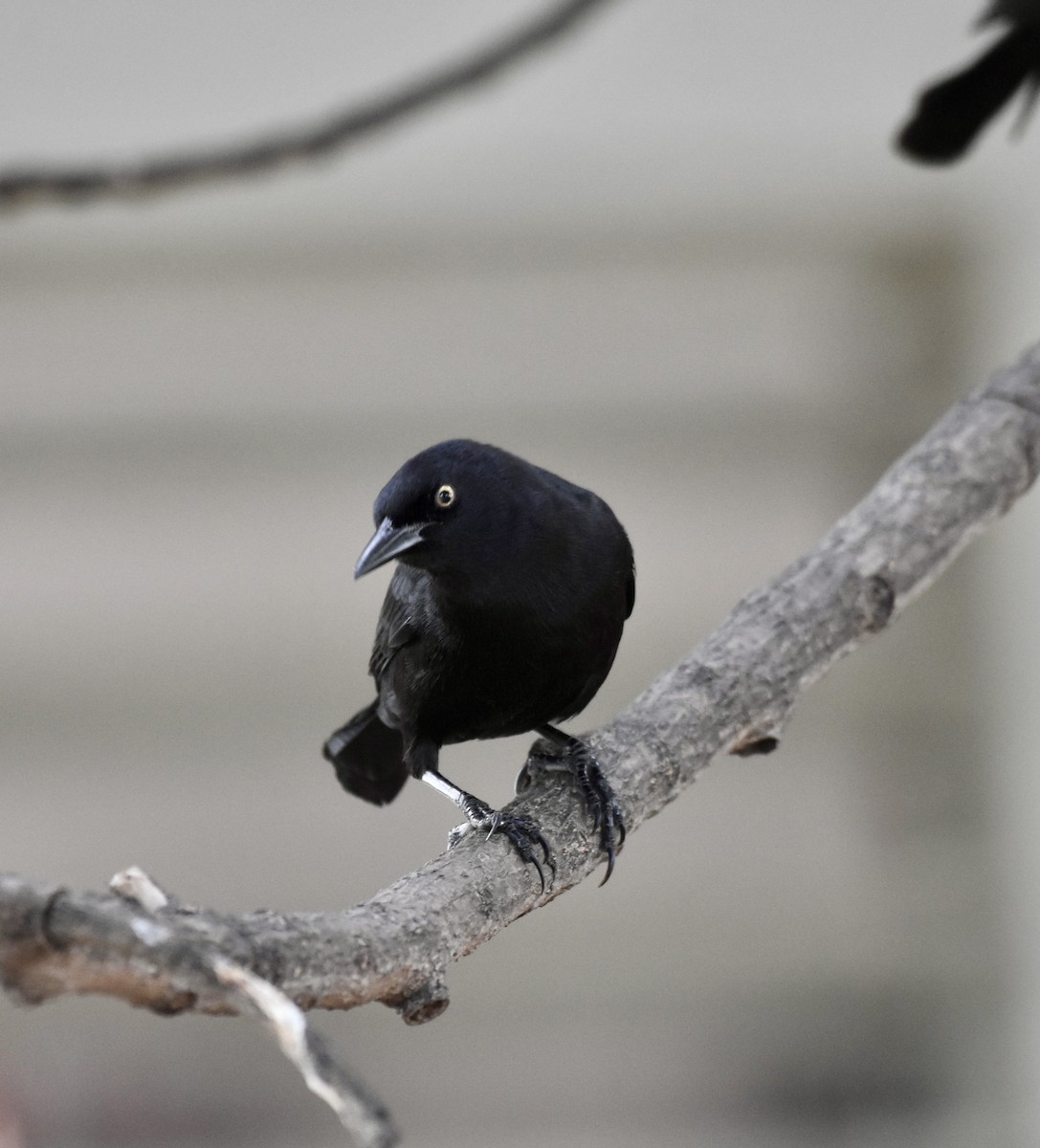 Greater Antillean Grackle - ML623943558