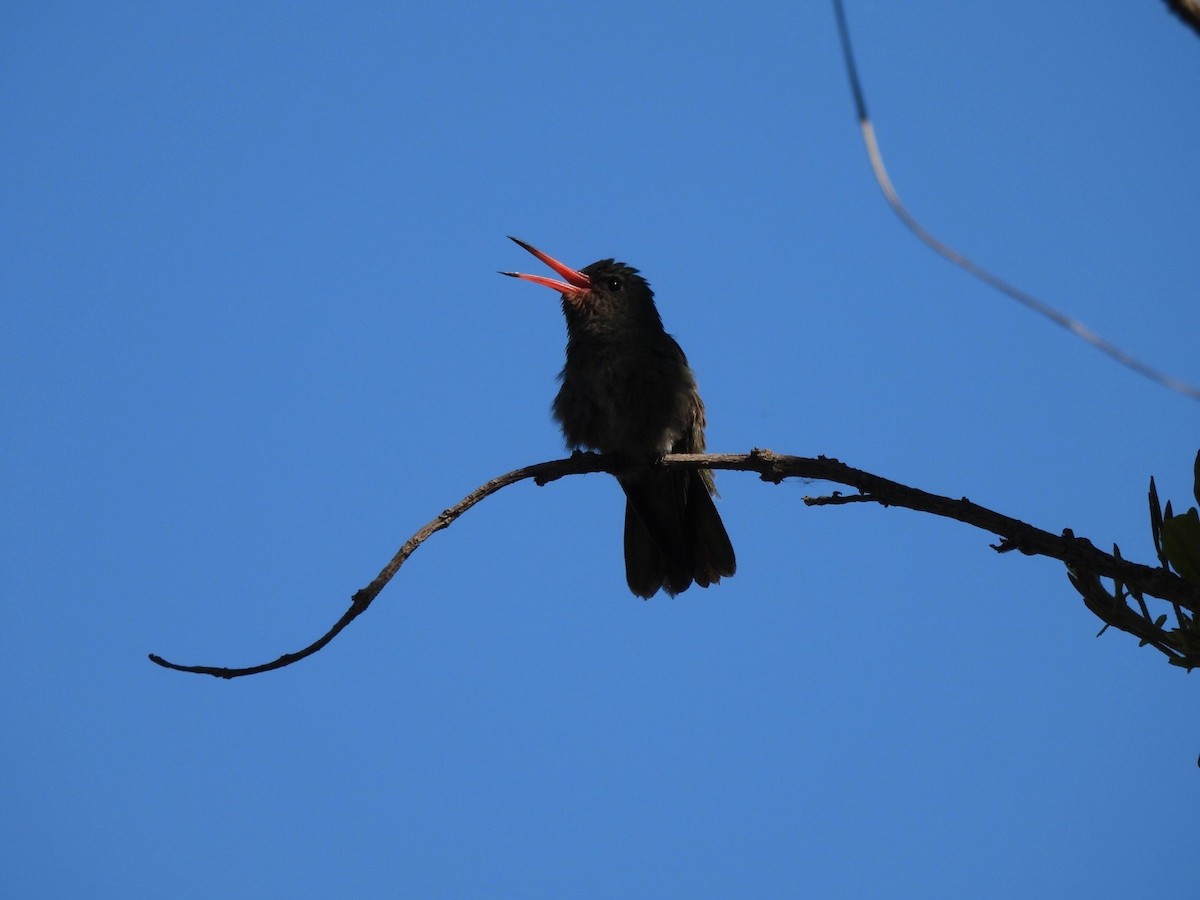 gyllenkolibri - ML623943560