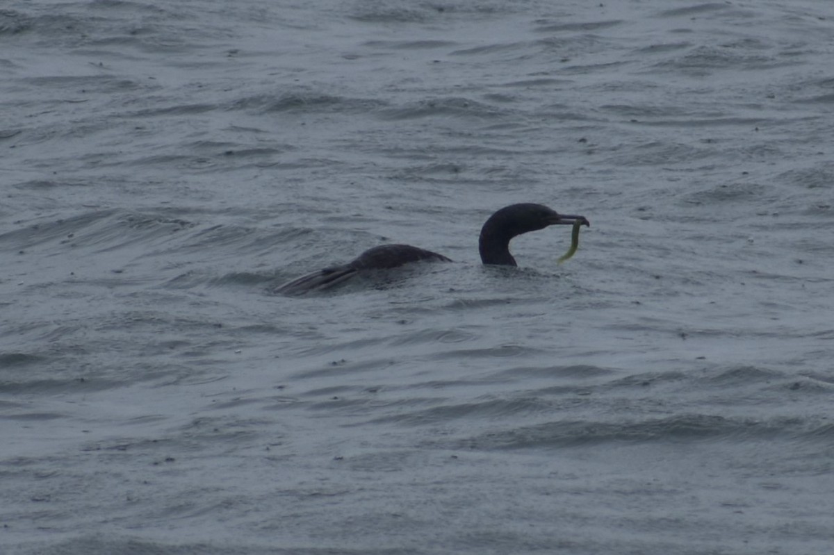 Pelagic Cormorant - ML623943569