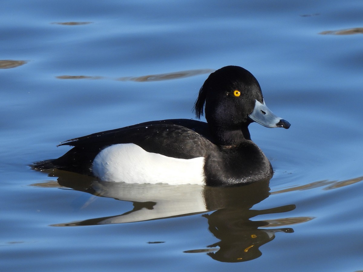 Tufted Duck - ML623943570