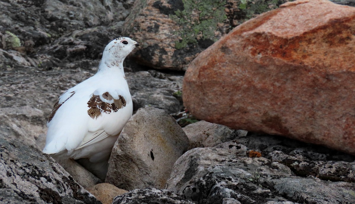 Rock Ptarmigan - ML623943571