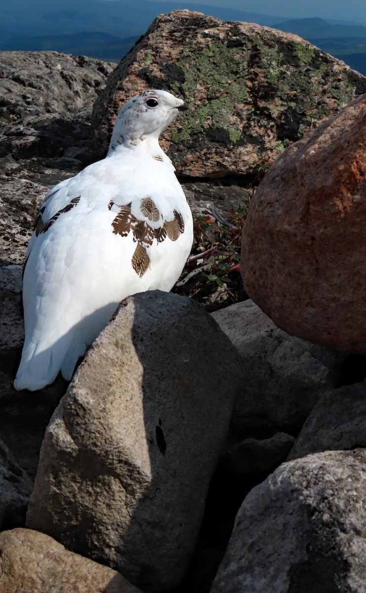 Rock Ptarmigan - ML623943574