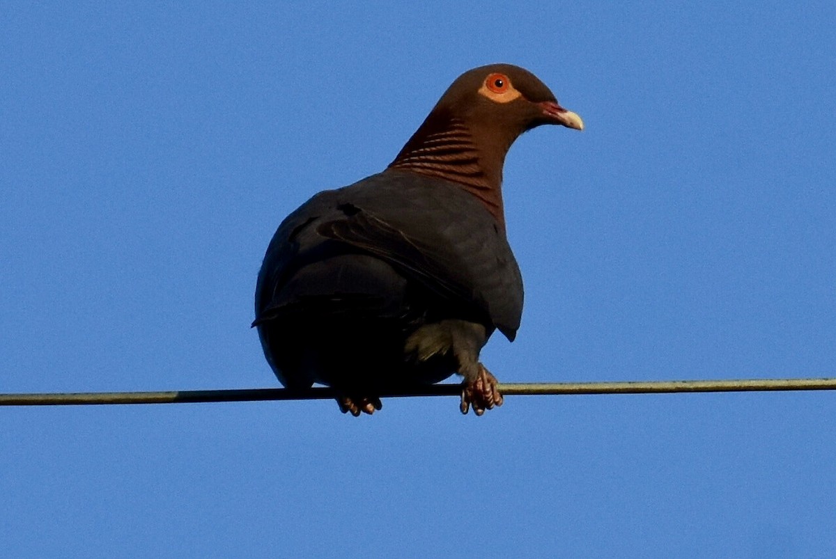 Scaly-naped Pigeon - ML623943585