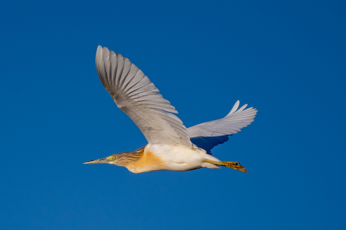 Squacco Heron - ML623943602