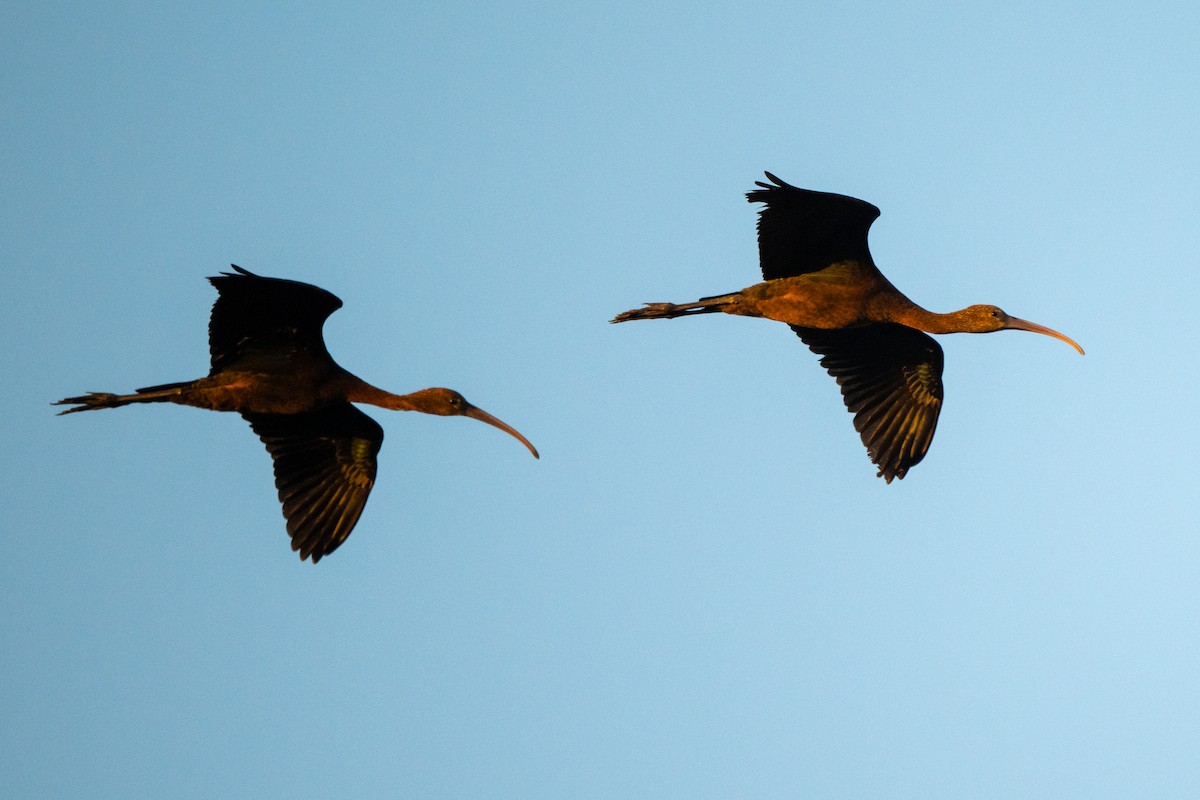 Glossy Ibis - ML623943613