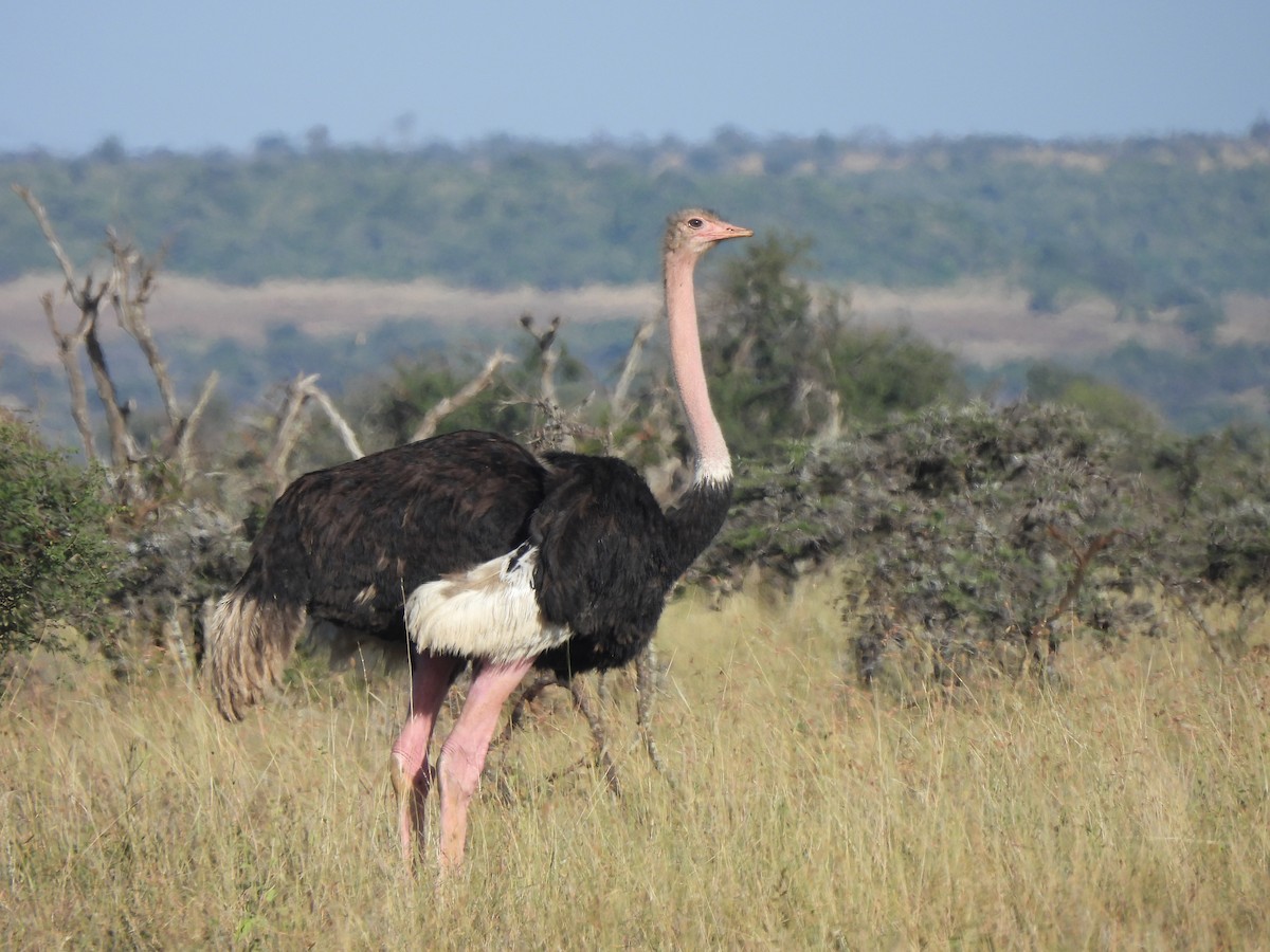 Common Ostrich - Adrián Colino Barea