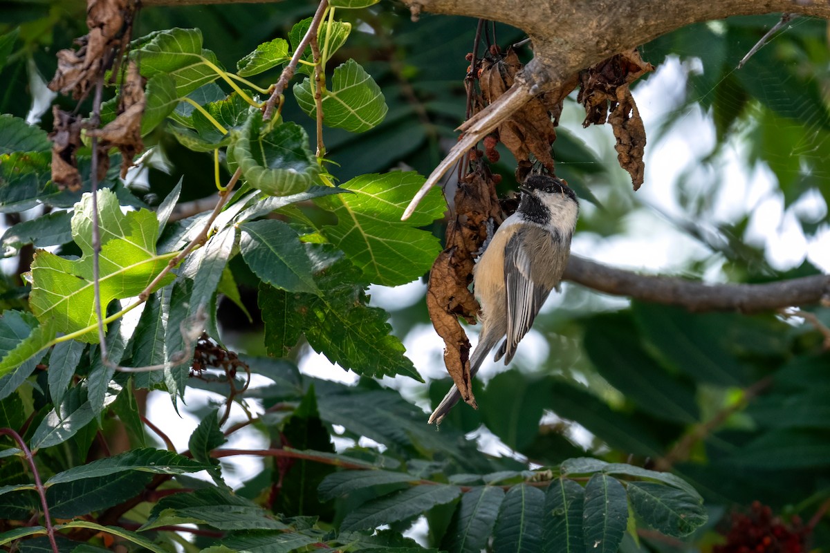 Black-capped Chickadee - ML623943617