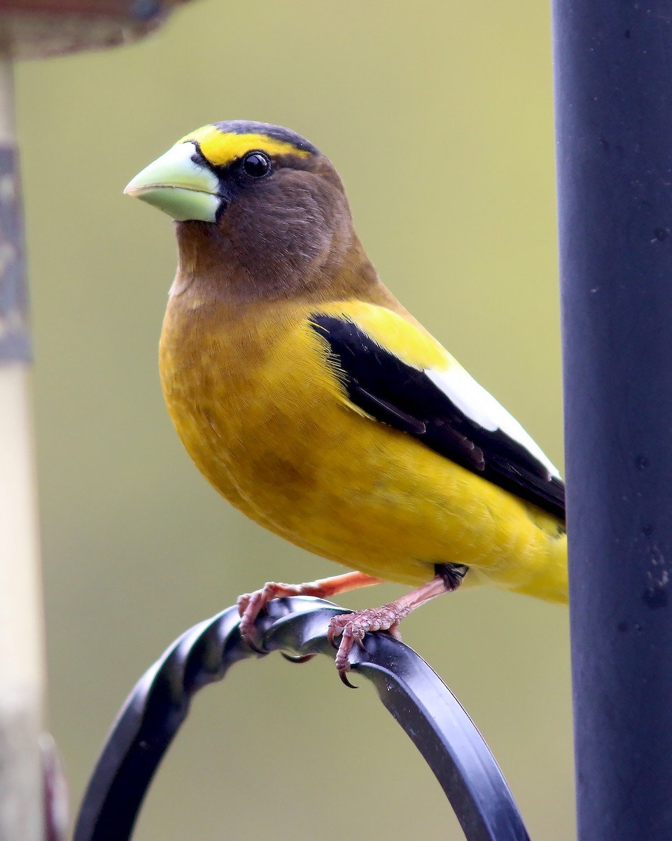 Evening Grosbeak - ML623943618