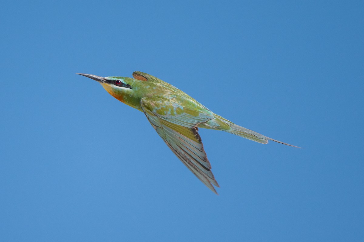 Blue-cheeked Bee-eater - ML623943620