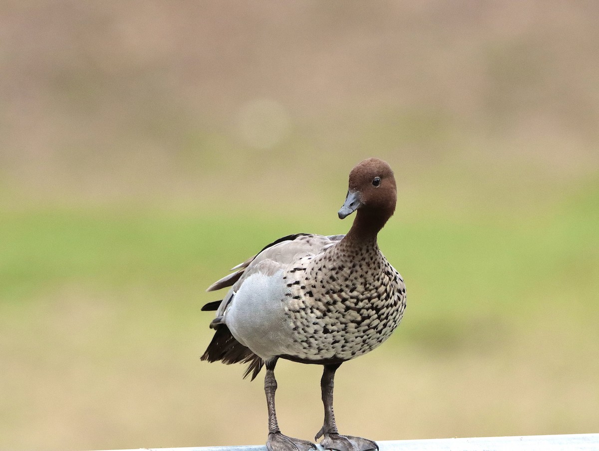 Maned Duck - ML623943622