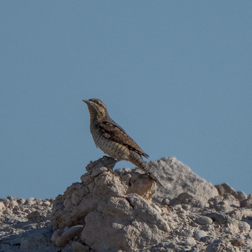 Eurasian Wryneck - ML623943623