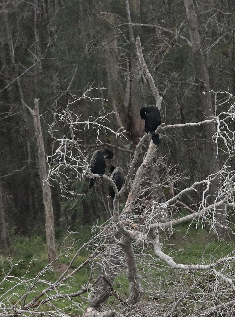 Little Black Cormorant - ML623943625