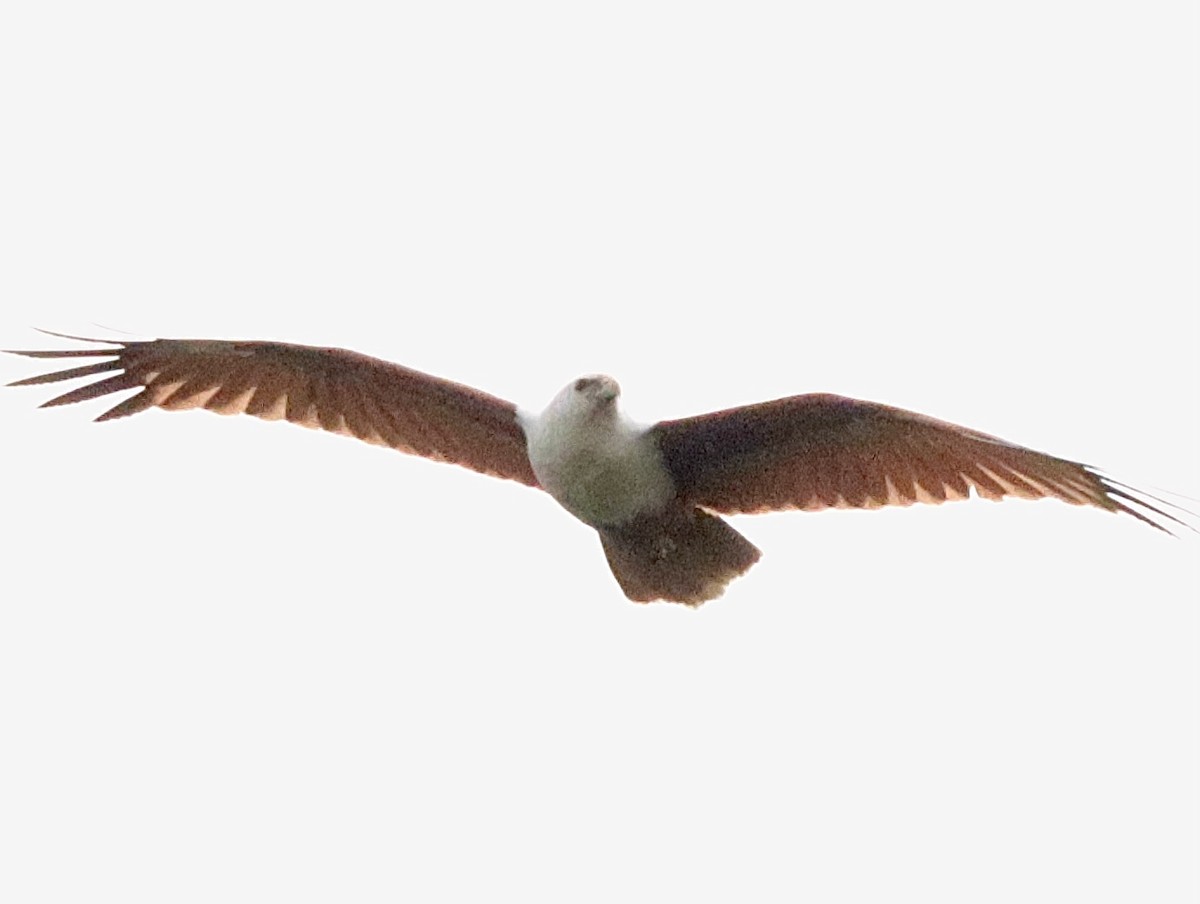 Brahminy Kite - ML623943630