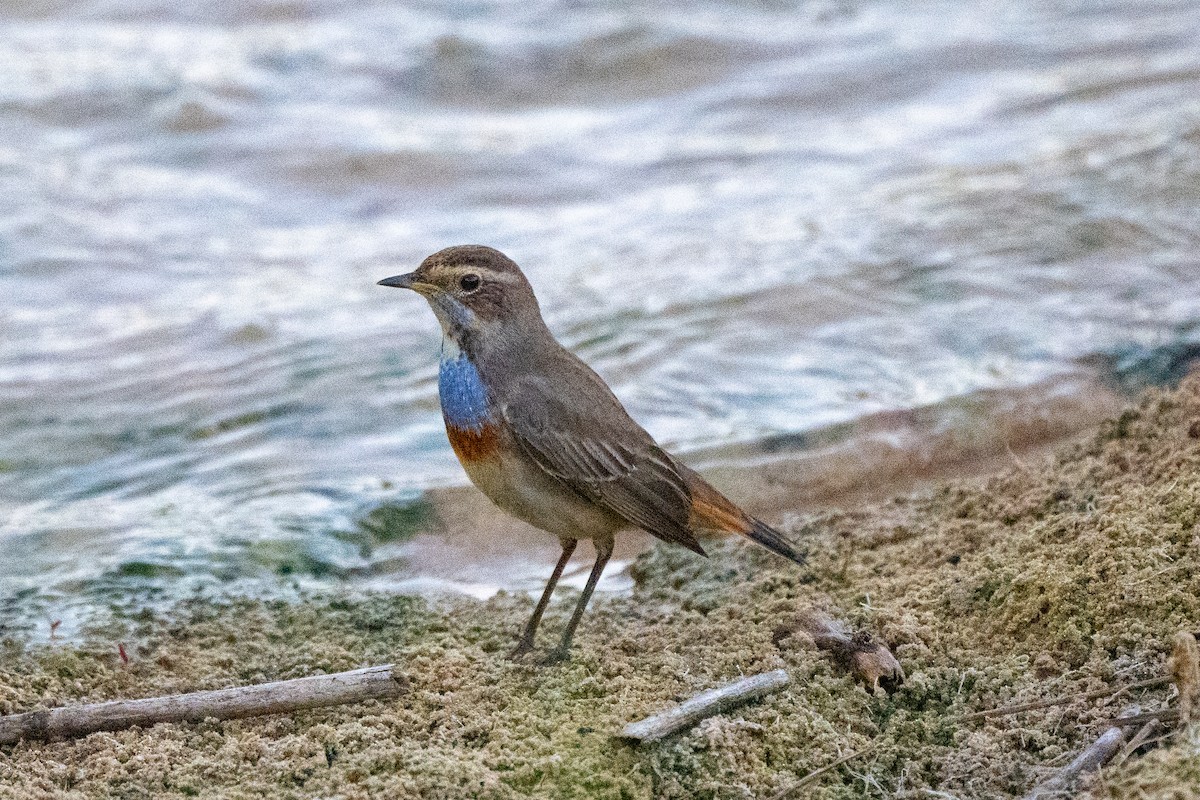 Bluethroat - ML623943637