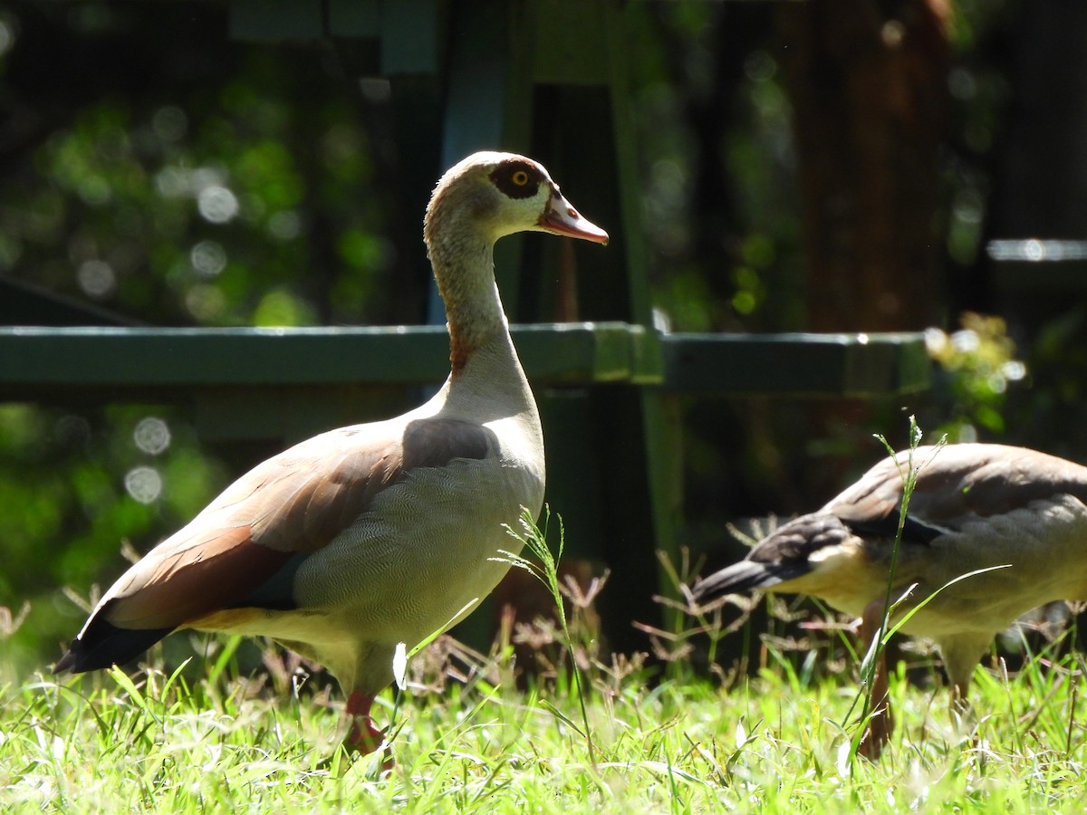 Egyptian Goose - ML623943638