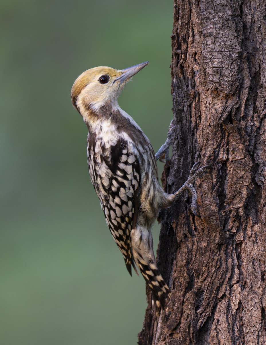 Yellow-crowned Woodpecker - ML623943650