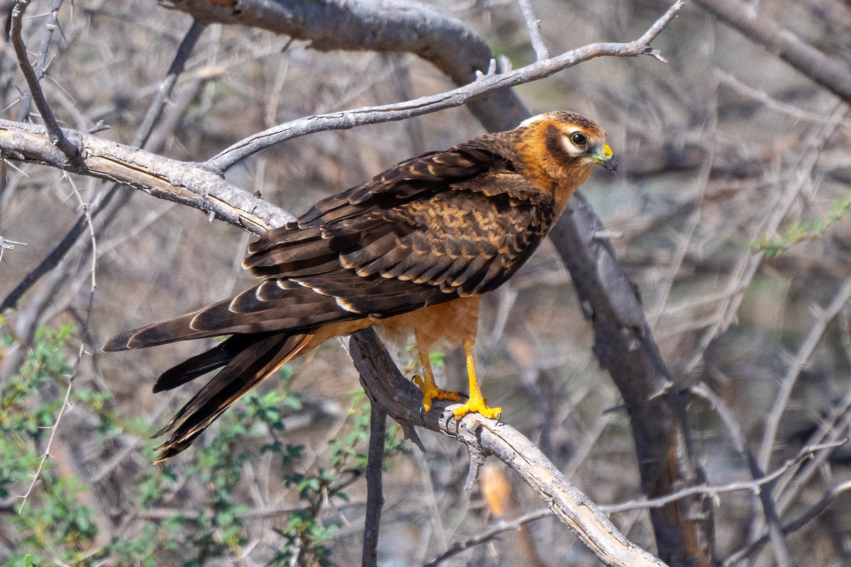 Montagu's Harrier - ML623943651