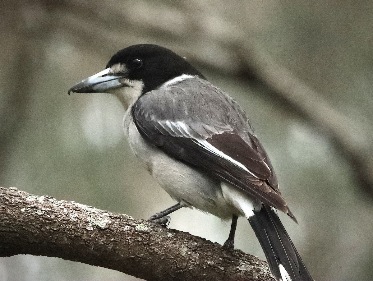 Gray Butcherbird - ML623943658