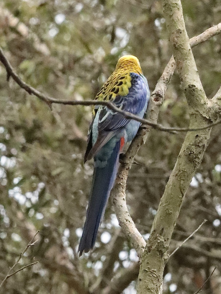 Pale-headed Rosella - ML623943661