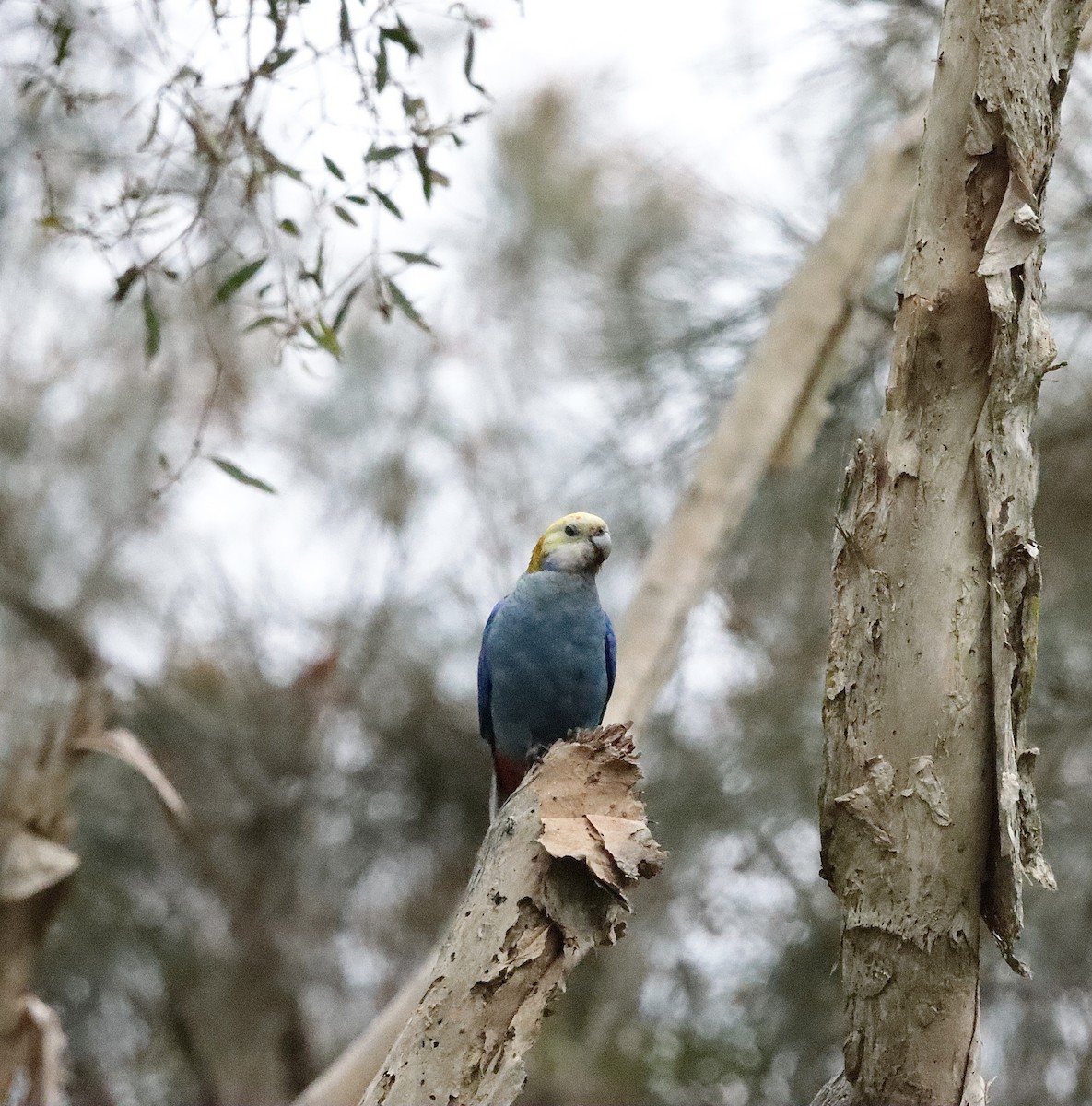 Pale-headed Rosella - ML623943662