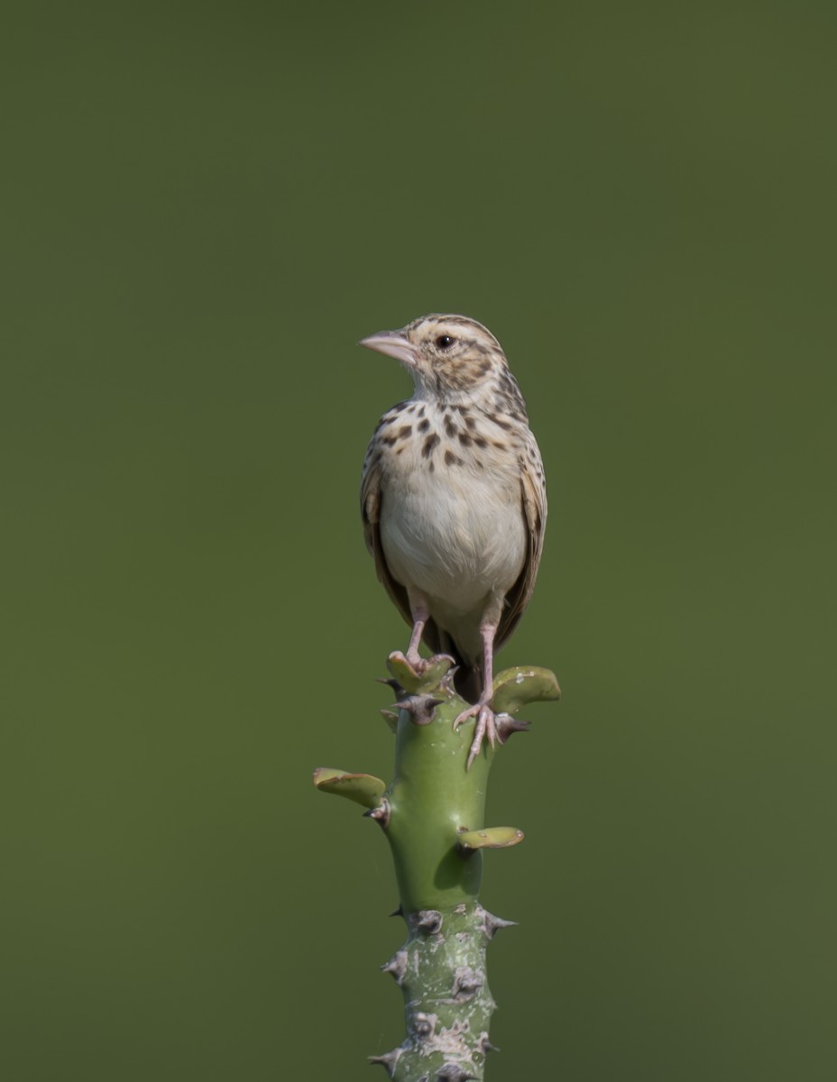 Indian Bushlark - ML623943666