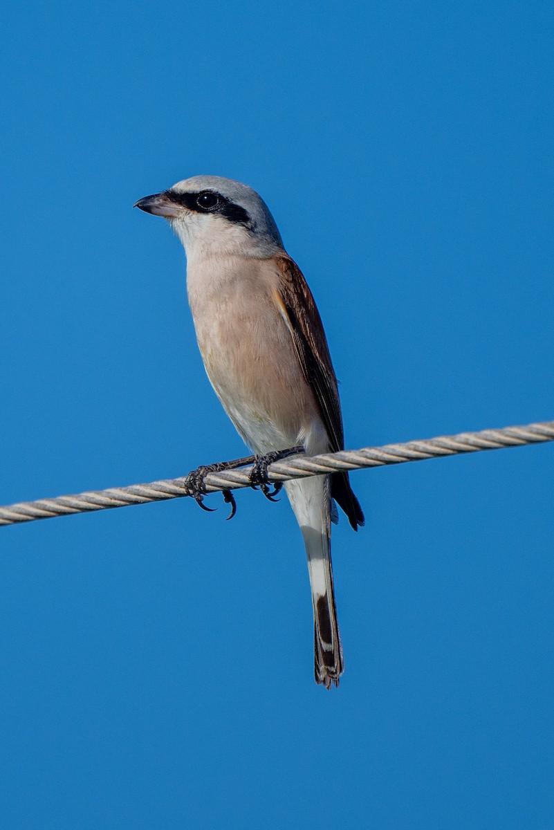 Red-backed Shrike - ML623943675