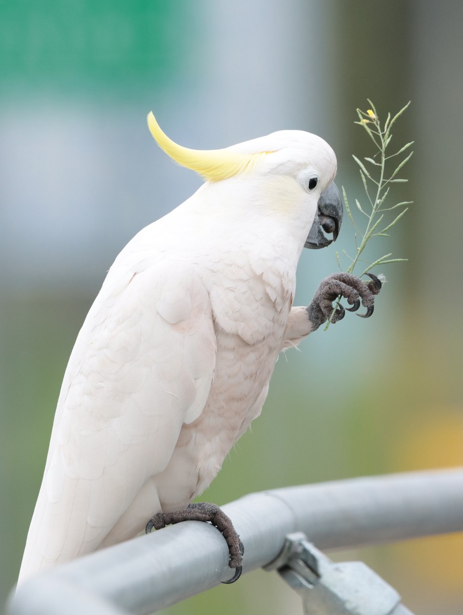 Sulphur-crested Cockatoo - ML623943676