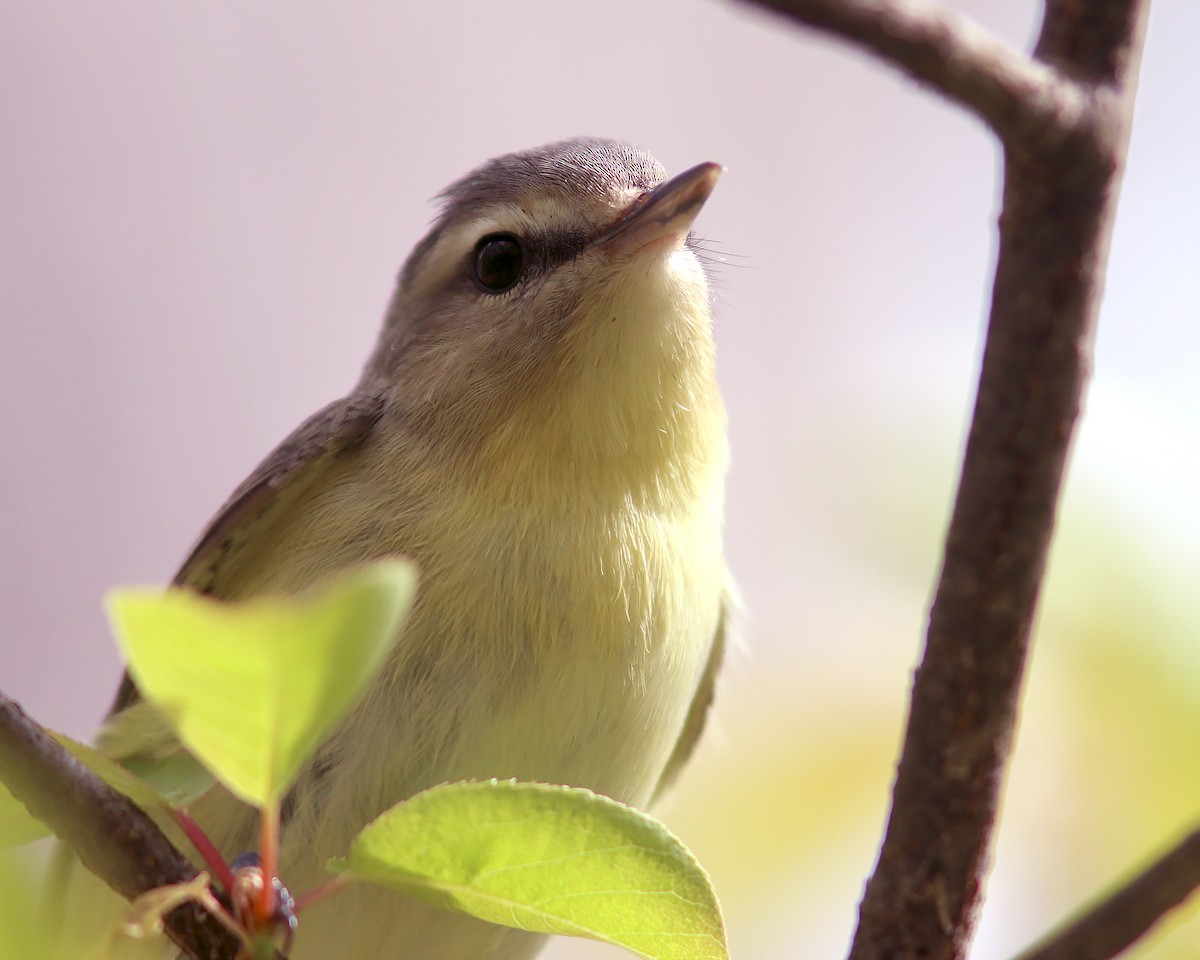 Philadelphia Vireo - ML623943677