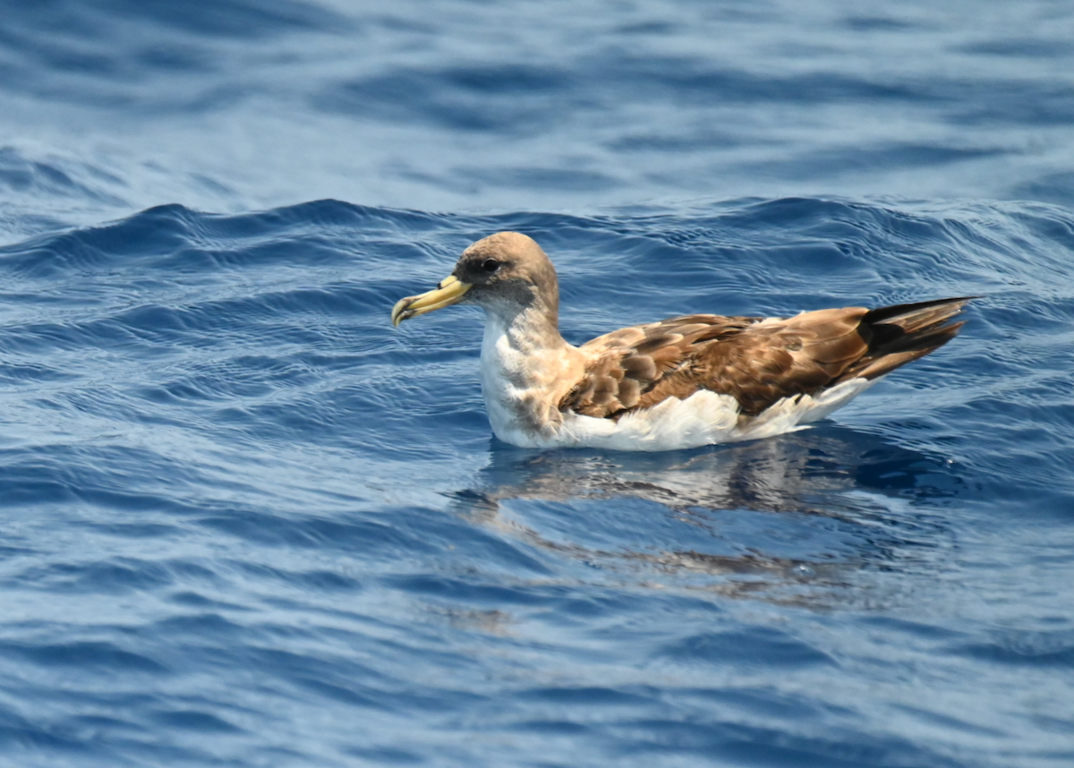 Cory's Shearwater - ML623943689