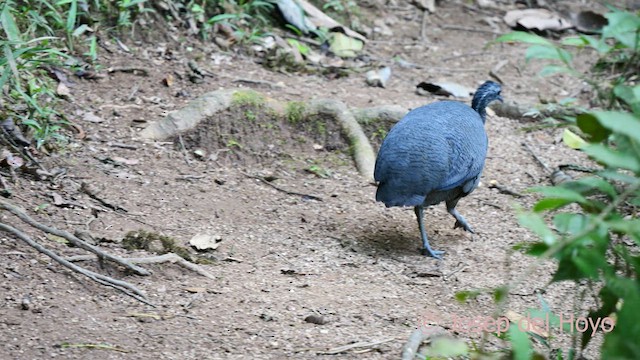 Gray Tinamou - ML623943690