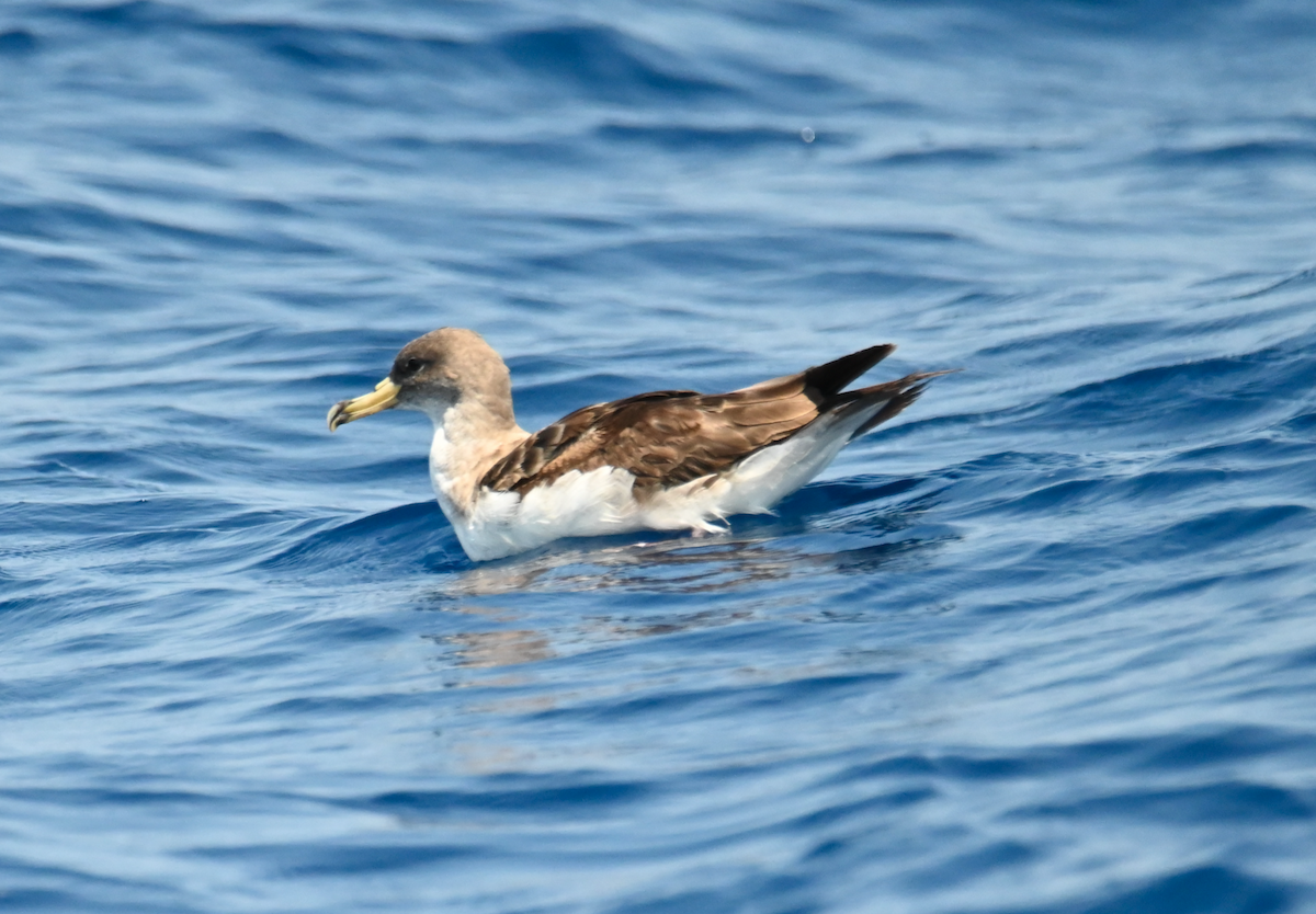 Cory's Shearwater - ML623943691