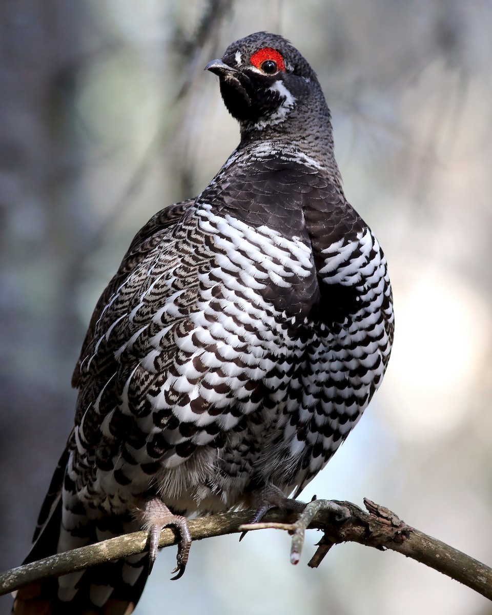 Spruce Grouse - ML623943710