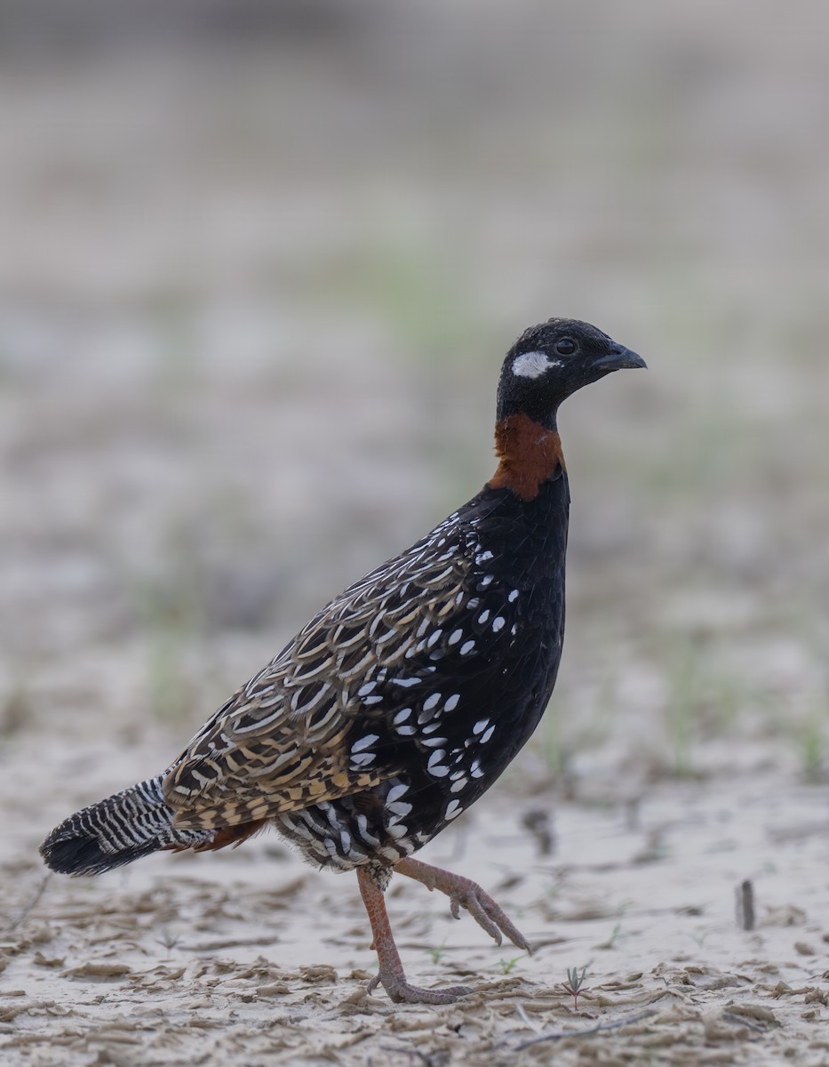 Black Francolin - ML623943711