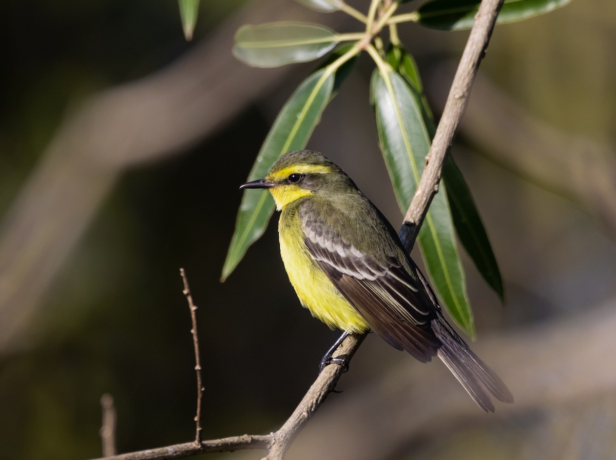 Yellow-browed Tyrant - ML623943721